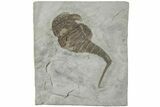 Eurypterus (Sea Scorpion) Fossil - New York #236952-1